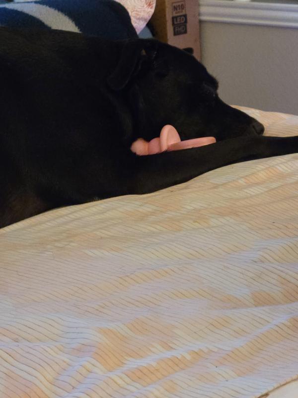 CUPCAKE sound asleep after her nightcap of KONG Easy Treat with her pink KONG binky♥️🐾♥️