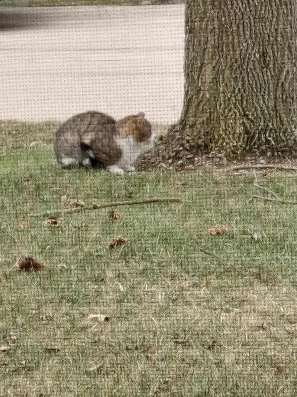 Mr Friendly in his domain