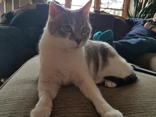 Pebbles feels better!