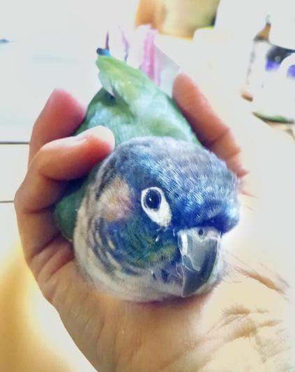 Birdie loves Tropimix