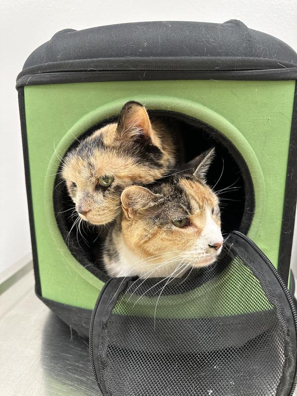 Tilly and Zelda, their golden birthday on the 17th!