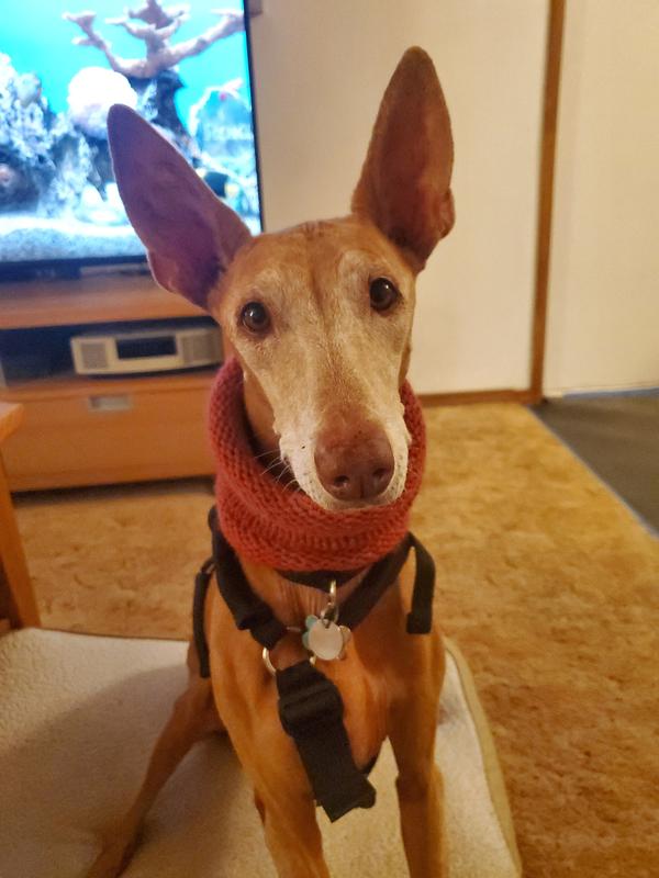 A beautiful pharoah hound sits attentively waiting for her treat