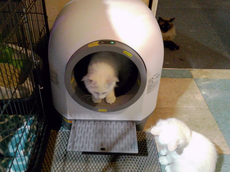 Miss Kitty is in the litter box and Dillon is taking a bath.