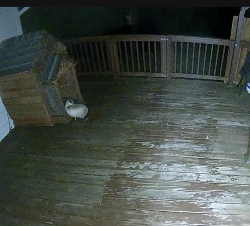 This stray cat we call muffin