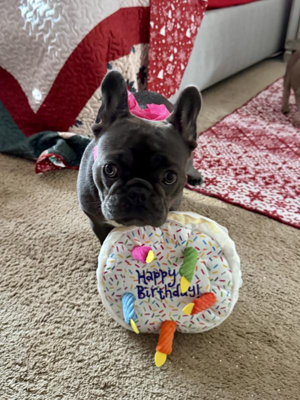 Love my Birthday cake toy!