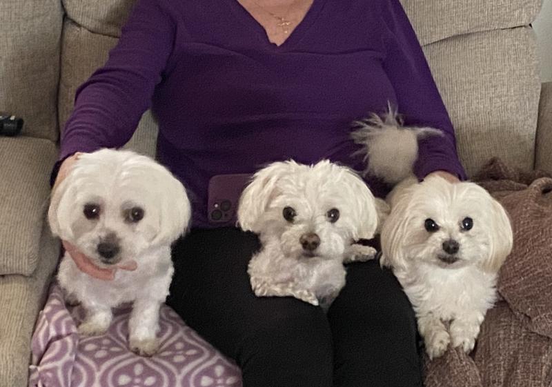Our three babies