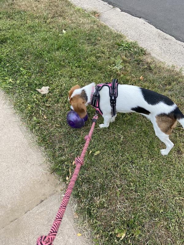 Pet Supplies : Pet Chew Toys : Busy Buddy Magic Mushroom Dog Pet Toy, Small  Breeds 