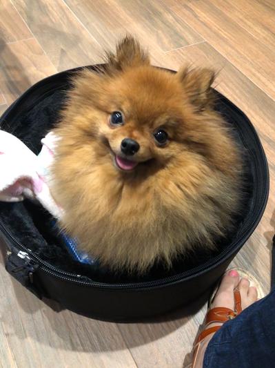 Chewy sleepypod store