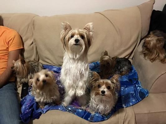 We love Canidae