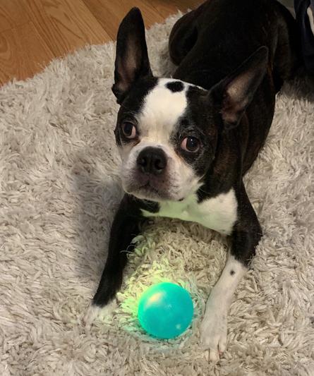 Orbee-Tuff Strobe Ball – Dogs Dig It