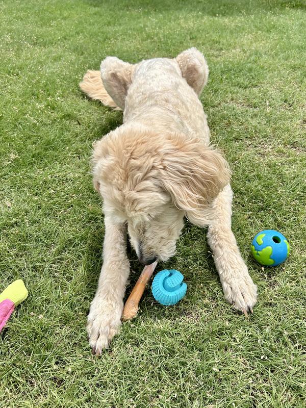 These pictures show that this ball made the cut in her toy collection. She takes her favorite toys and makes sure they stay close to her. She is very interested in the ball.