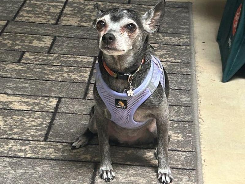 Stella in her New Harness