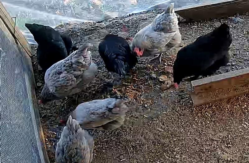 Chickens! Spread some food and immunity pellets for them to peck at.