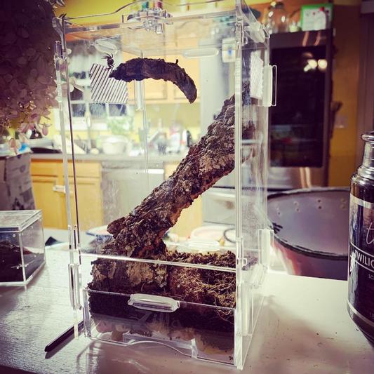 ZILLA Micro Habitat Terrariums with Locking Latch Arboreal, Small