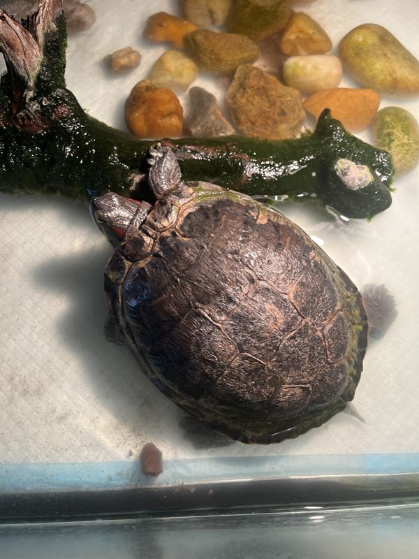 Doesn’t know it’s there