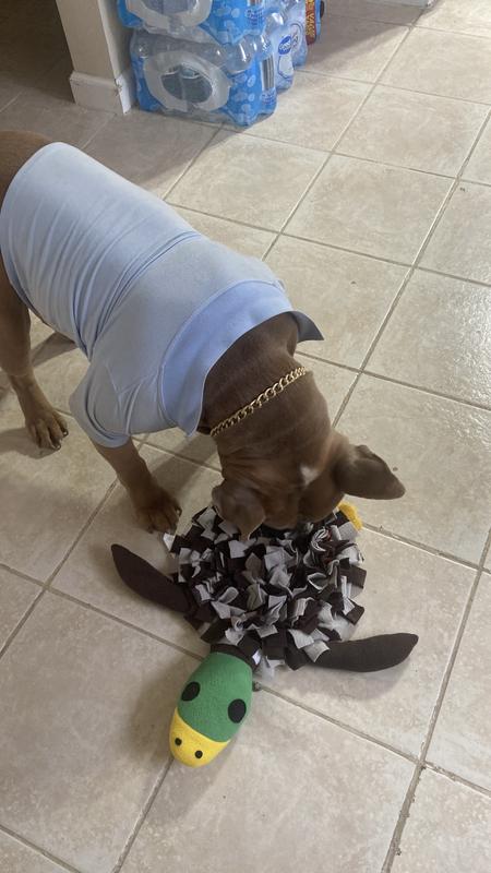 HappyDog #DogLovers #PetLife #DogJoy #FurryFriend #PuppyLove #NewToy