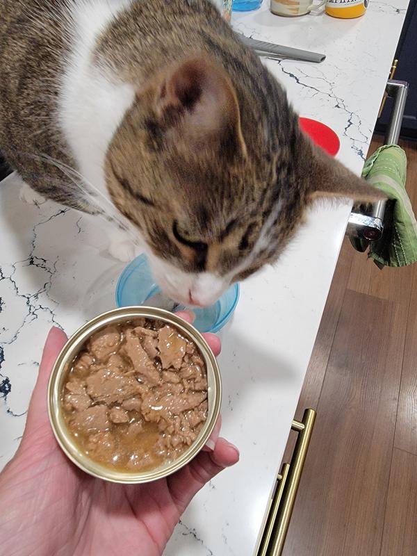 Cat trying to get to the food