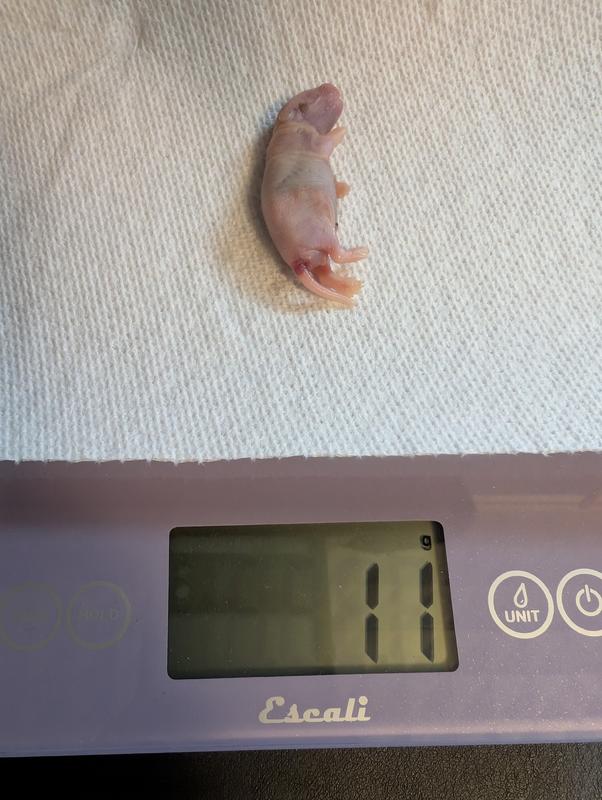 Definitely a pinkie, not a pup.