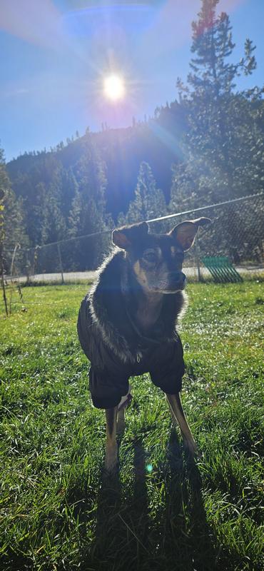 Not the easiest to get on pups with longer legs