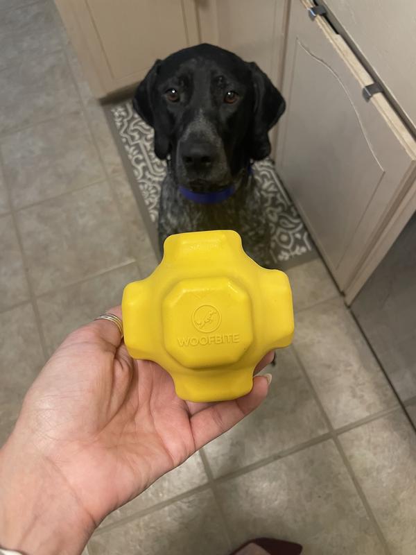 Patiently waiting, not sure how he knew it was for him right out of the pack