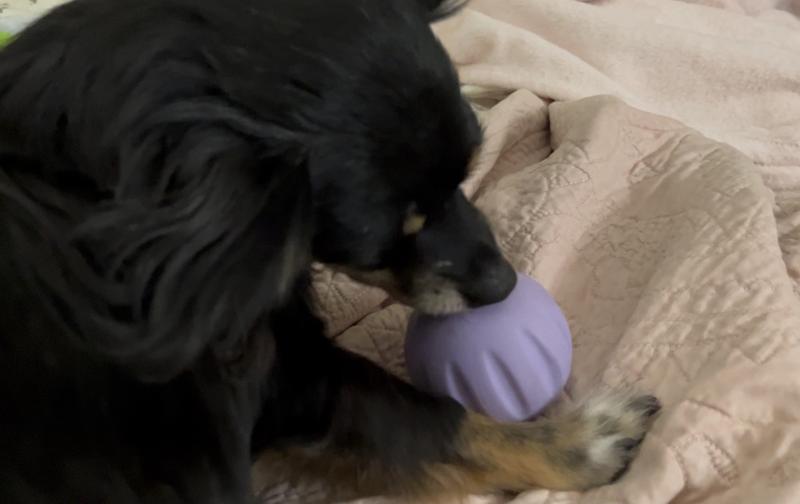 Sniffing to see if any more food is inside.