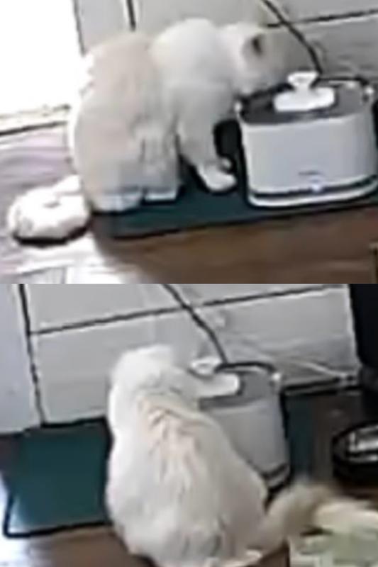 Screenshots from my security cam of my cats drinking