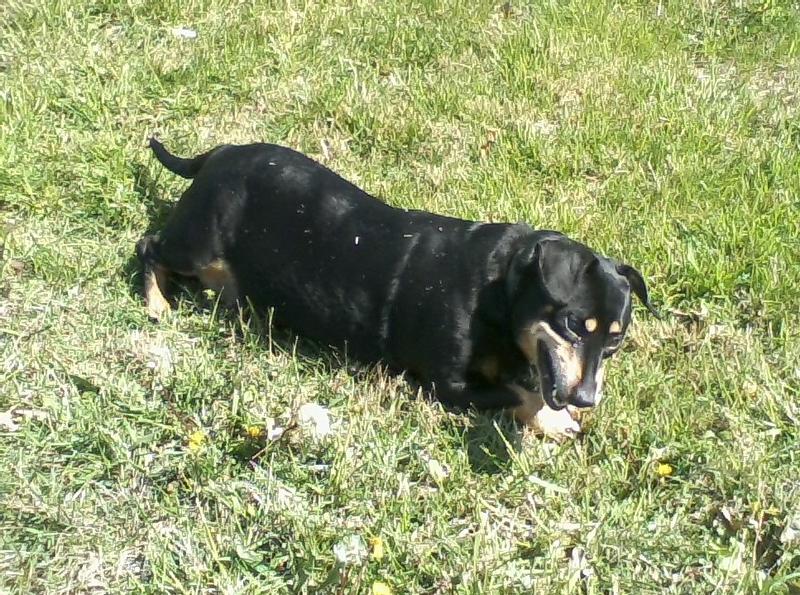 Diabetic blind Oscar enjoying a chew from Chewy!