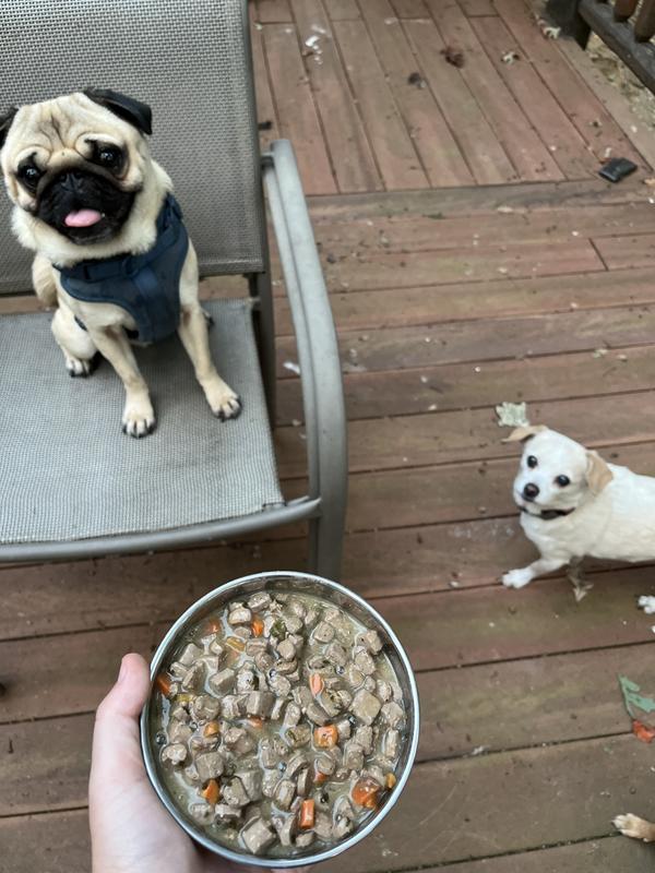 Showing a view of the food. Otis thinks he might get some if he “sits pretty”.