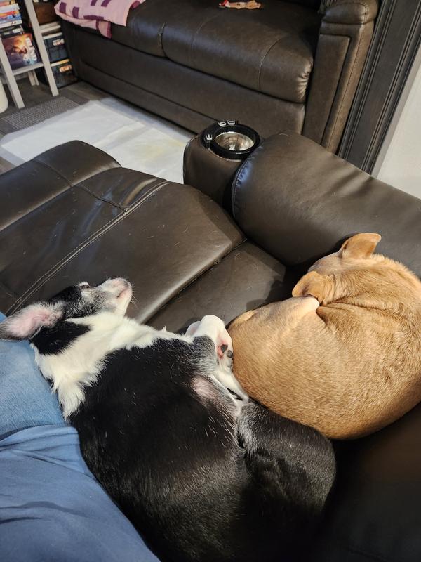 Resting easy after Hills Perfect Digestion dinner!