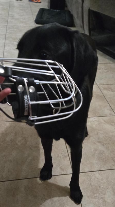 Trying to get comfortable with the metal muzzle