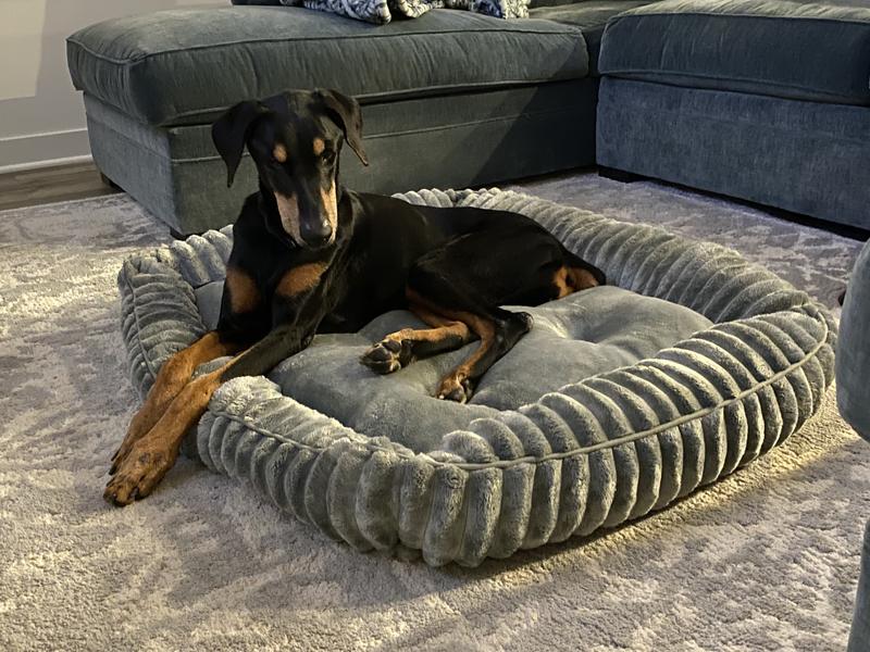 Luna the 13 year old Doberman