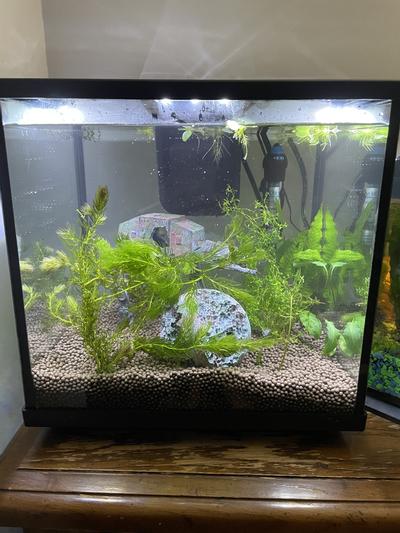 Aqueon 7.5 shrimp tank best sale