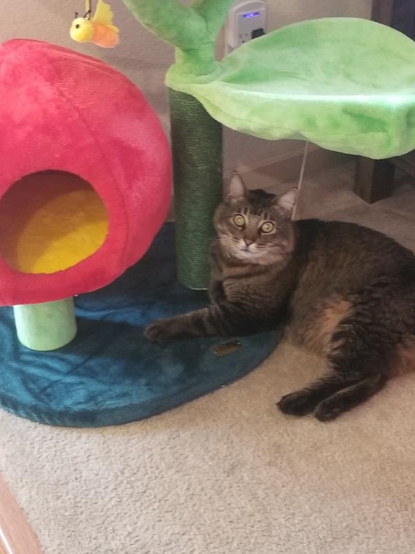 Cuddles the Destroyer likes the sisal "stem"