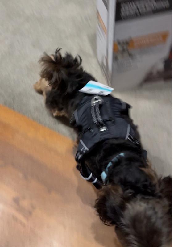 Dragging her back legs like they were paralyzed. It was funny to watch but sad for her.