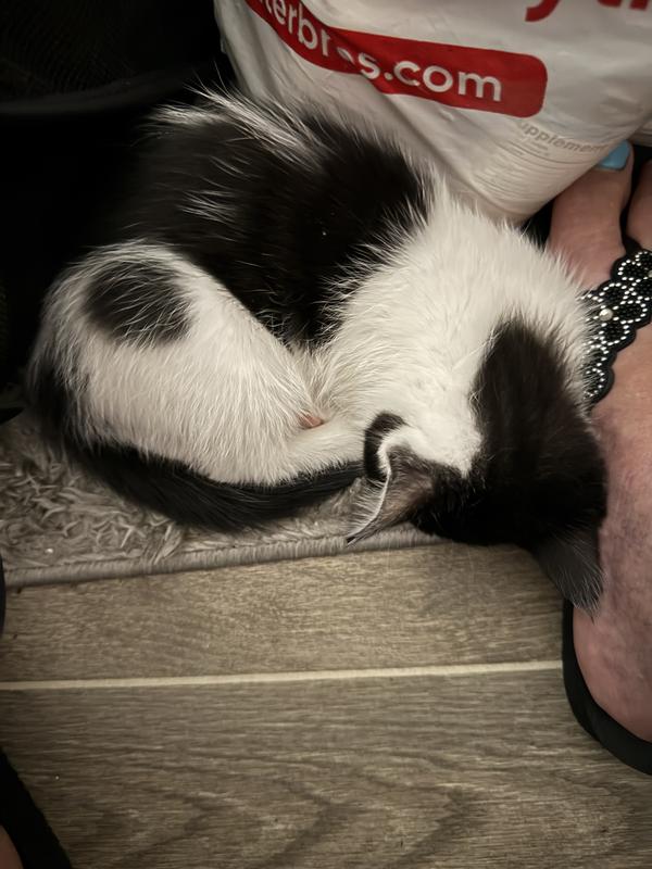 Here is my kitten around 5 months old; she moves around too much for me to get a good “headshot”!