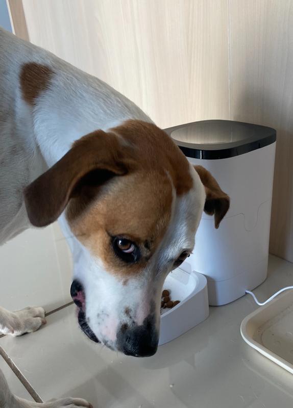 PETDIARY Automatic Dog & Cat Feeder, White, Medium