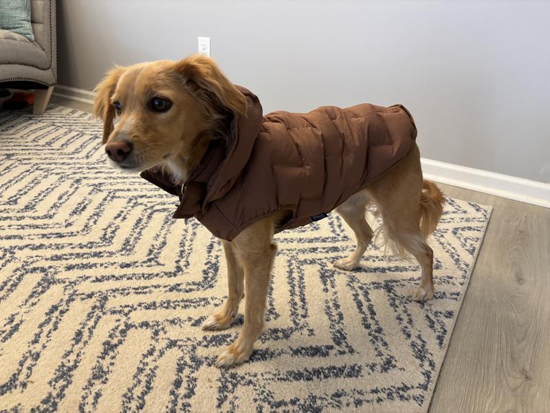 Frisco Mediumweight Quilted Dog & Cat Puffer with Removable Hood