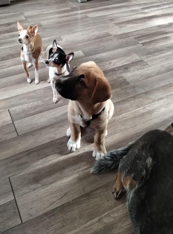 Watching and waiting patiently for the bowls to hit the floor!