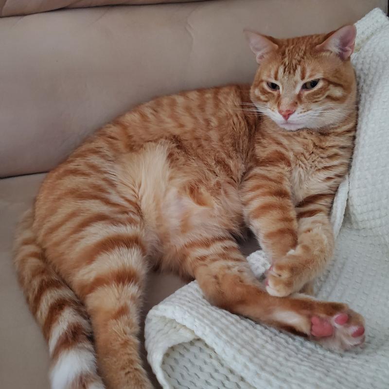Large ginger male cat resting on his side on a chair