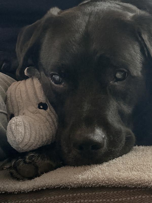 Keeps my baby bite free !