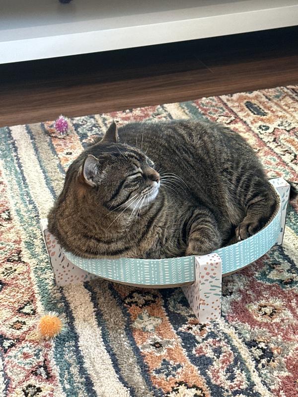 Too much cap nip perhaps 🤣