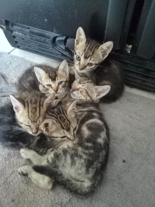 All the Babies in the beginning