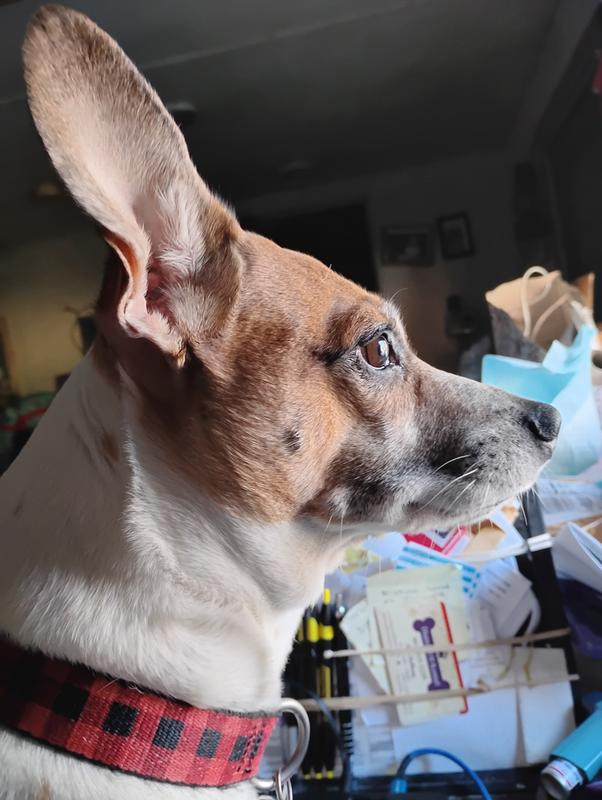 Peanut watching outside on guard guard