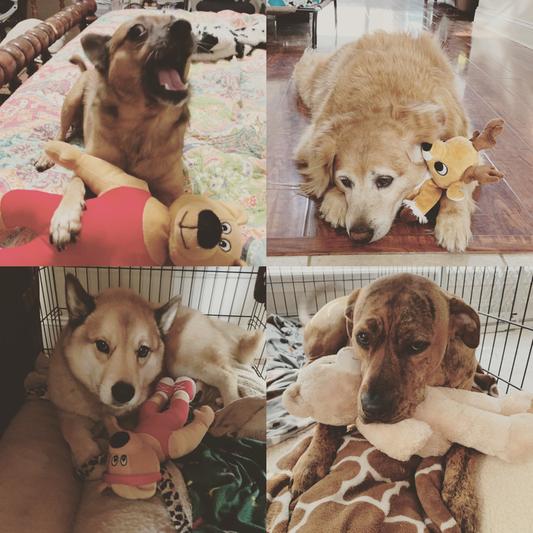 My furbabies