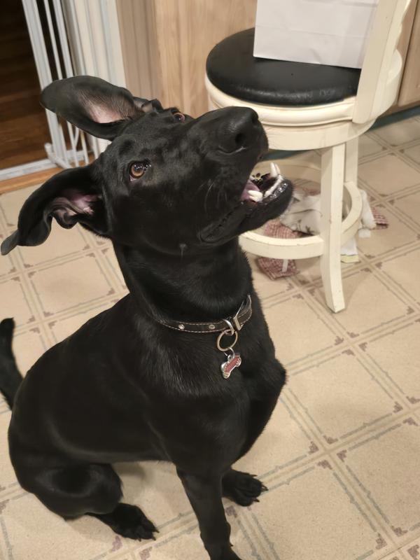 Willow' Anticipation for Purina!