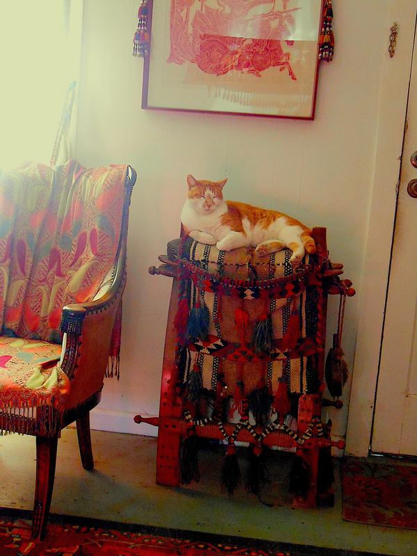 Mazi on his camel saddle dreaming of mice and snakes.