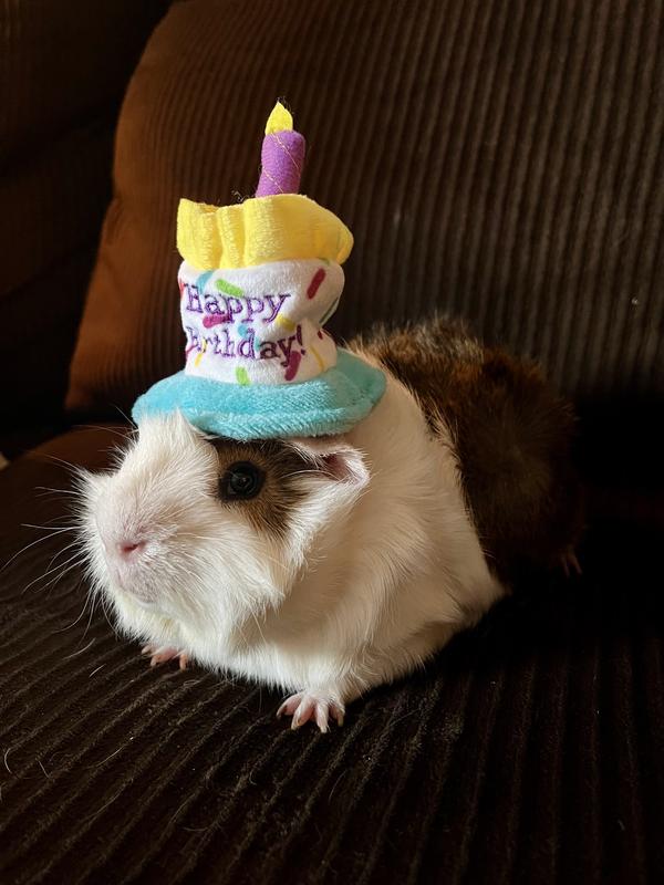 Little Dave’s 1st birthday hat