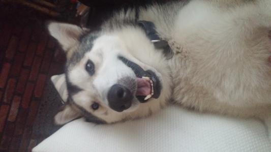 Nothing beats a husky smile!