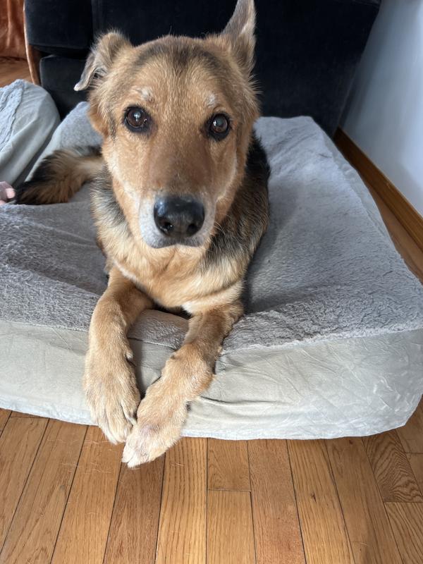 Our beautiful boy Fionn! He will be 14 in May and still going strong!