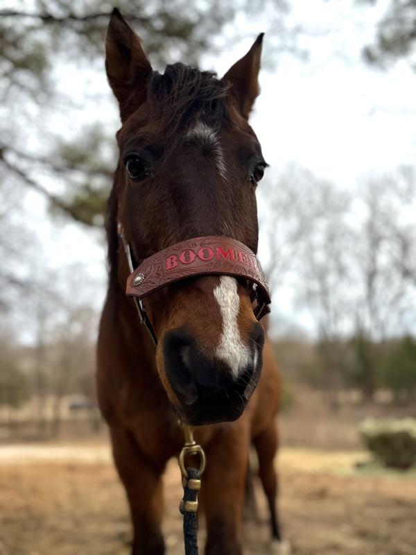 My oldest senior Boomer! He loves his Nutrena soaked with his probiotics/electrolytes!